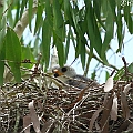 Grey Goshawk is still sitting on the nest<br />Canon EOS 7D + EF300 F2.8L III + EF2xIII